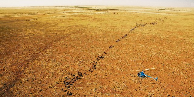 Die Halbwüsten des australischen Kontinents bieten nicht viel Futter. Auf der Suche nach Gras und Wasser treibt der Lärm des Helikopters eine Rinderherde in die nächste «Weide». (Bild Scott Bridle)