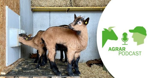 Die fünfte Episode des «AgrarPodcasts» unter anderem mit Themen wie Bündner Bio-Gitzi, Lawinenbeobachter und einem Marktkommentar zum Kälbermarkt (Bild: «die grüne»/Jürg Vollmer) 