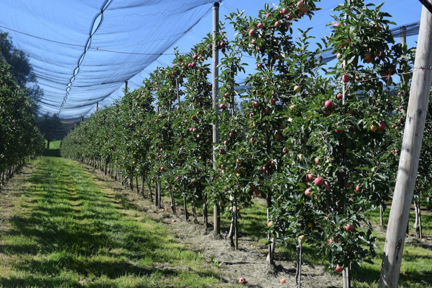 Das wüchsige Wetter in den letzten Tagen hat das Fruchtwachstum und die Qualität positiv beeinflusst. (Bilder Stefanie Giger)