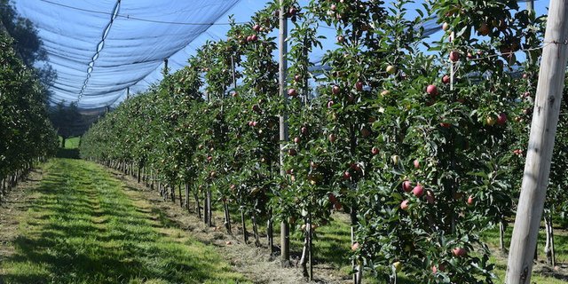 Das wüchsige Wetter in den letzten Tagen hat das Fruchtwachstum und die Qualität positiv beeinflusst. (Bilder Stefanie Giger)