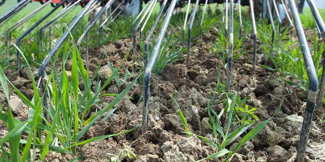 Der Förderverein JätRobi setzt sich für eine Unkrautbekämpfung ohne Herbizide ein. (Bild Agroscope)