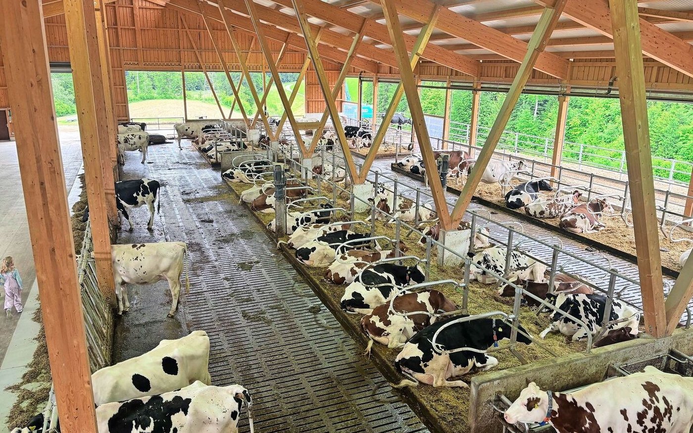 Ein Blick von oben in den neuen Milchviehstall: Damit möglichst viel Luft im Stall zirkuliert, wurde der Stall so offen wie möglich gebaut. 