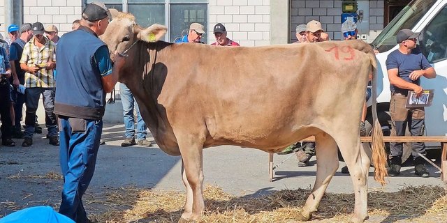 Die elegante Thöni’s Cadence Lisa von Werner Thöni aus Innertkirchen fand für 3700 Franken einen neuen Besitzer.
