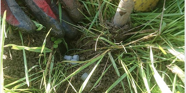 Einsatz von «Cobra forte» im Wiesland. (Bilder Marco Odermatt)