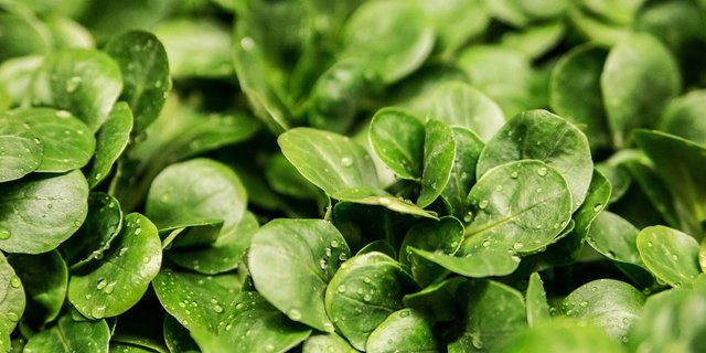 In der Schweiz wird er liebevoll Nüsslisalat genannt. (Bild pd)