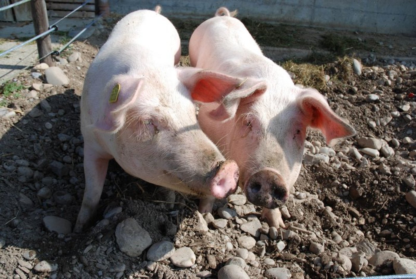 (Martin Hiltebrand/landwirtschaft.ch)