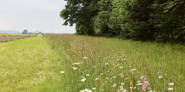 Im Talgebiet ist die Grenze zwischen Wald und Nutzfläche meist klar, auch wenn der Grenzbereich extensiv als Krautsaum bewirtschaftet wird. (Bild Josef Scherer)