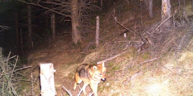 Am 27. Dezember tappte in der Surselva ein Goldschakal in eine Fotofalle. (Bild Amt für Jagd und Fischerei Graubünden)   