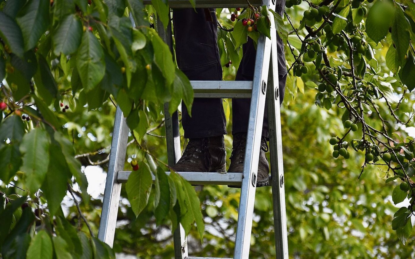 Die Suche nach ausländischen Erntehelfer(innen) ist schwieriger geworden. Die Perspektiven in typischen Gastarbeiternationen wie Portugal und Polen haben sich verbessert. Es fehlt aber auch an Schweizer Fachkräften.