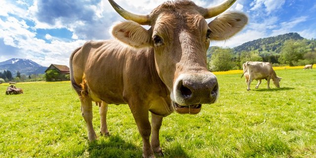 Gesunde Kuh, ganz ohne Antibiotika: Kometian unterstützt durch Beratung die Gesunderhaltung der Nutztiere und fördert dabei den Einsatz der Komplementärmedizin. (Bild Pixabay)