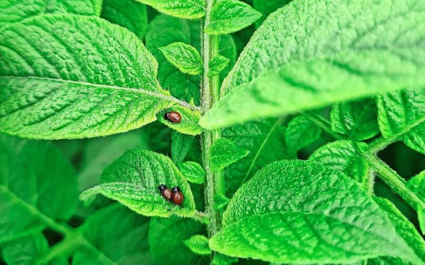 Die Behandlung mit Novodor muss in diesem Larvenstadium erfolgen. Mit Spinosad ist es wichtiger, dass möglichst alle Larven geschlüpft sind.