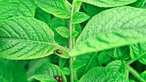 Die Behandlung mit Novodor muss in diesem Larvenstadium erfolgen. Mit Spinosad ist es wichtiger, dass möglichst alle Larven geschlüpft sind.
