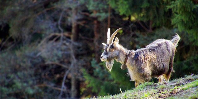 Das Ziel der neuen TVD für Schafe und Ziegen ist eine bessere Seuchenbekämpfung. (Bild Pixabay)