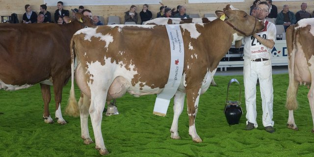 Red Holstein Champion und Schöneutersiegerin Sirene