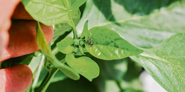 Eine Marmorierte Baumwanze im Nymphenstadium. (Bild Agroscope)
