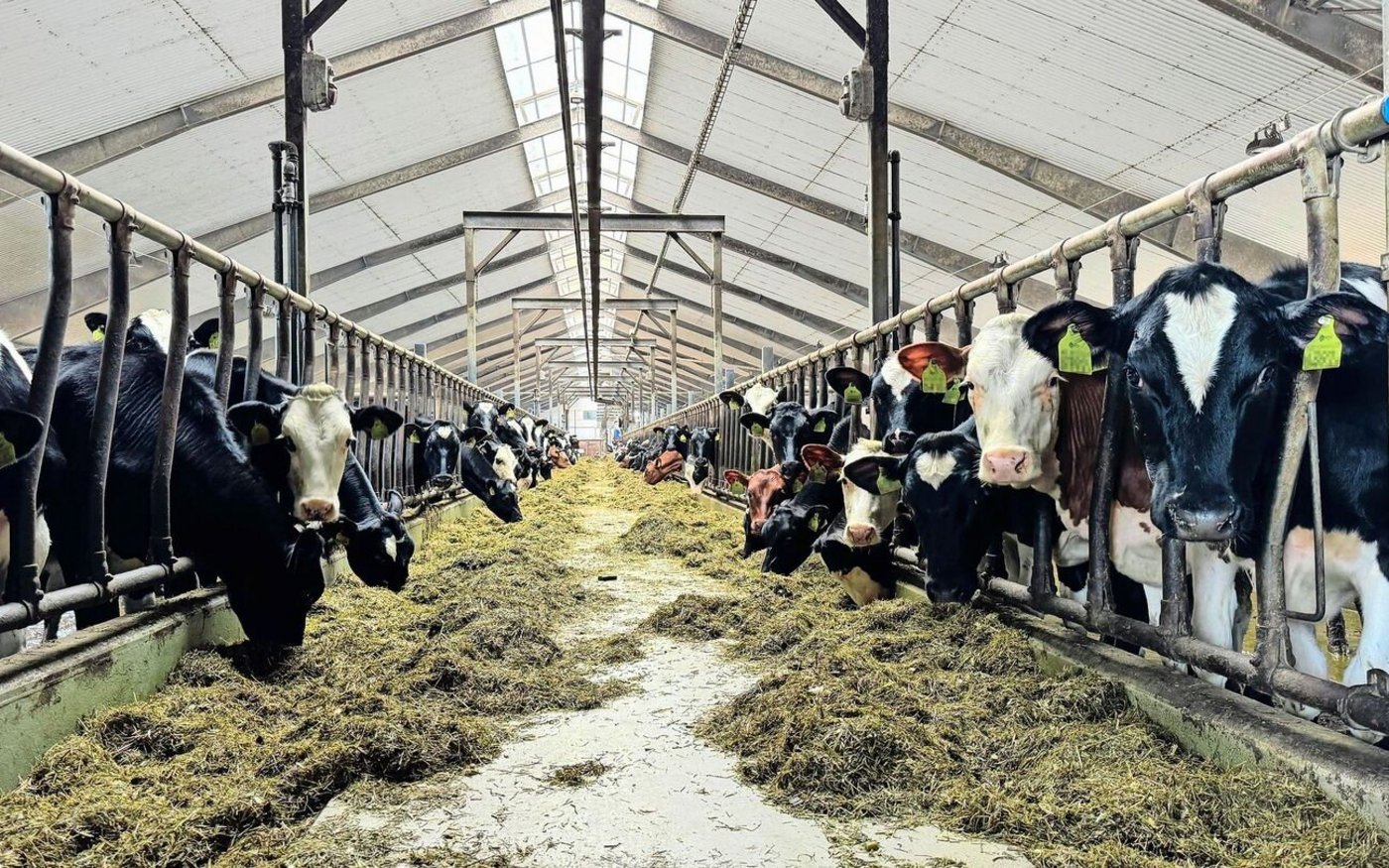 700 Holstein- und Red-Holstein-Milchkühe hält Elin Gunarsson auf ihrem 2550 ha grossen Milchwirtschaftsbetrieb. Hier ein Blick in den Stall mit den Nachzucht-Rindern. Die Dimensionen der Gebäude sind beeindruckend.