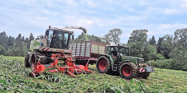 Vom Sturm betroffene Maisfelder im Gebiet Hagendorn – Cham präsentierten sich teilweise, als ob sie niedergewalzt worden wären.