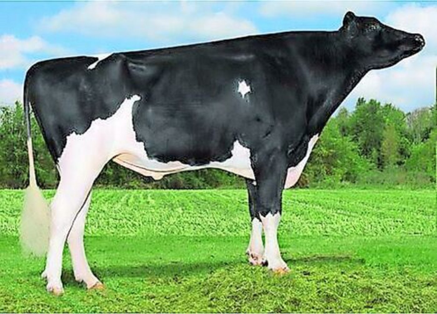 Über seinen Vater James fliesst auch in den Adern des legendären Braedale Goldwyn Inspiration-Blut.