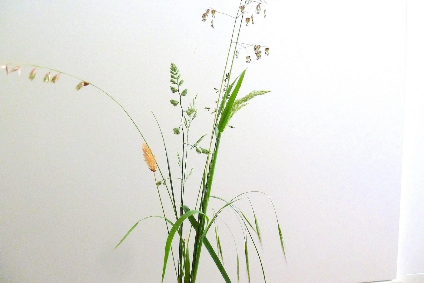 Wenn man die Gräser in diesem Strauss vergleicht, sind die Unterschiede offensichtlich. Ohne die Blütenstände wird die Bestimmung schwieriger, aber nicht unmöglich. (Bild jsc)