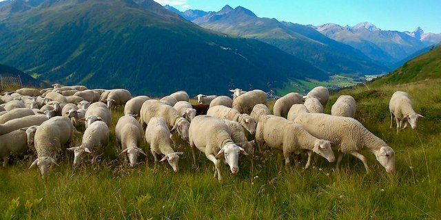 Lacaune-Milchschafe auf einer Alp im Kanton Graubünden. Bild: BGK/SSPR