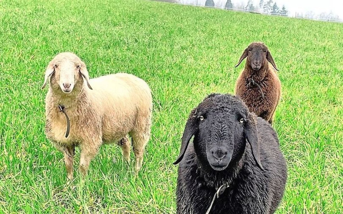 Die erste Etappe der Moderhinke-Bekämpfung war positiv. 