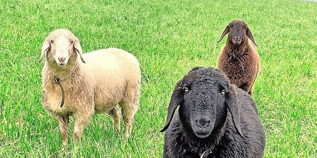 Die erste Etappe der Moderhinke-Bekämpfung war positiv. 