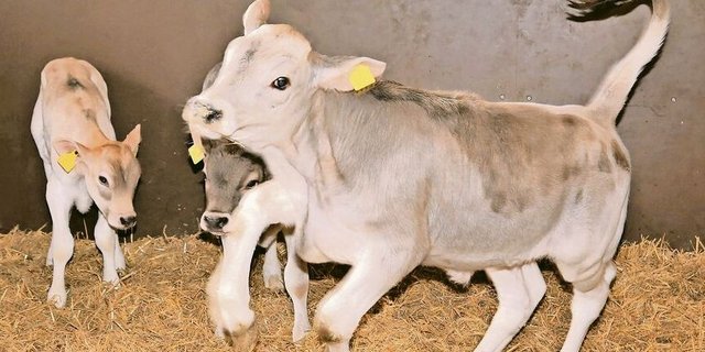 Vitale und gesunde Kälber machen nicht nur viel Freude. Als Kühe sind diese erwiesenermassen auch leistungsfähiger und damit wirtschaftlicher. 