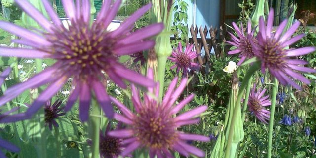 Egal, ob man sich für einen wilden Garten, ...