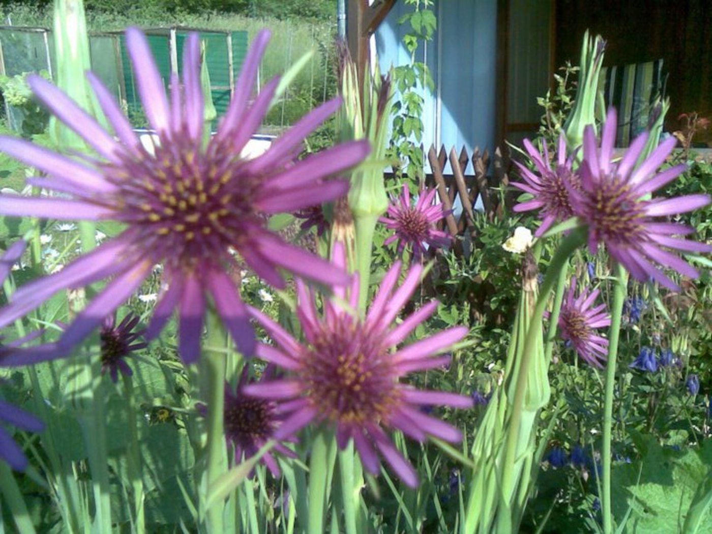 Egal, ob man sich für einen wilden Garten, ...