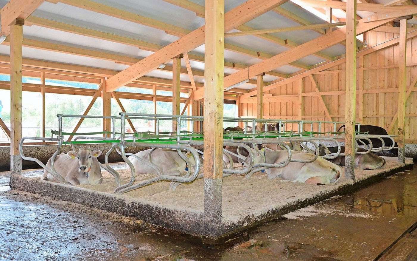 Stimmt der Liegebereich, verbringen die Kühe 12 bis 14 Stunden mit Liegen. Dabei werden die Gelenke entlastet, die Durchblutung des Euters und das Wiederkäuen gefördert.    