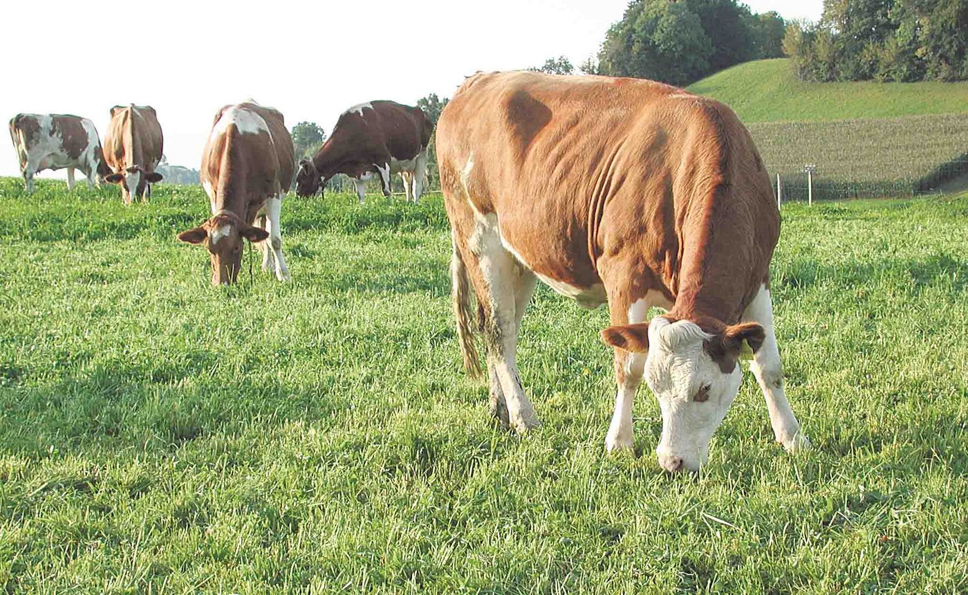 Je mehr Grünland ein Betrieb hat, desto eher ist er bereit, beim GMF-Programm dabei zu sein. Umgekehrt ist es beim Maisanteil. (Bild BauZ)