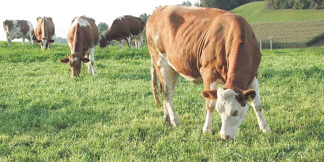 Je mehr Grünland ein Betrieb hat, desto eher ist er bereit, beim GMF-Programm dabei zu sein. Umgekehrt ist es beim Maisanteil. (Bild BauZ)