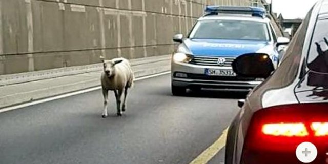 Wie das Schaf auf die Strasse geriet, ist noch unklar. (Screenshot shz.de)