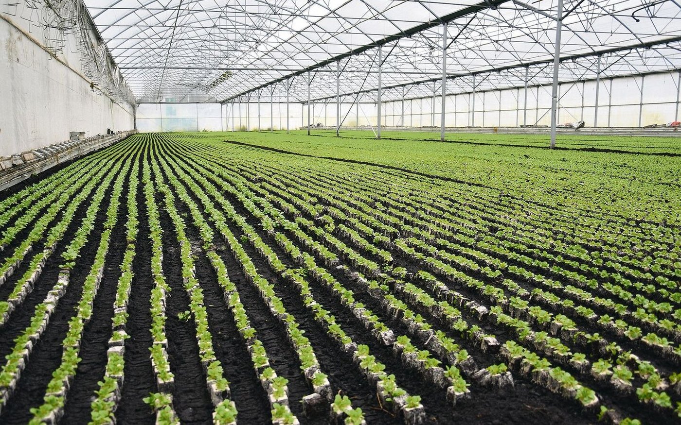 Das ganze Jahr setzen die Mitarbeitenden von Mosers 500 000 Töpfli Nüssler pro Woche maschinell. Geschnitten wird er manuell. 