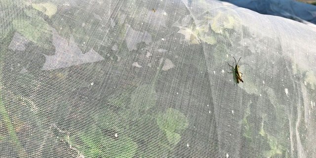 Zum Schutz vor Blattläusen werden Pflanzkartoffeln unter Netzen angebaut. Die Produktion ist aufwändig, die Erträge sinkend.