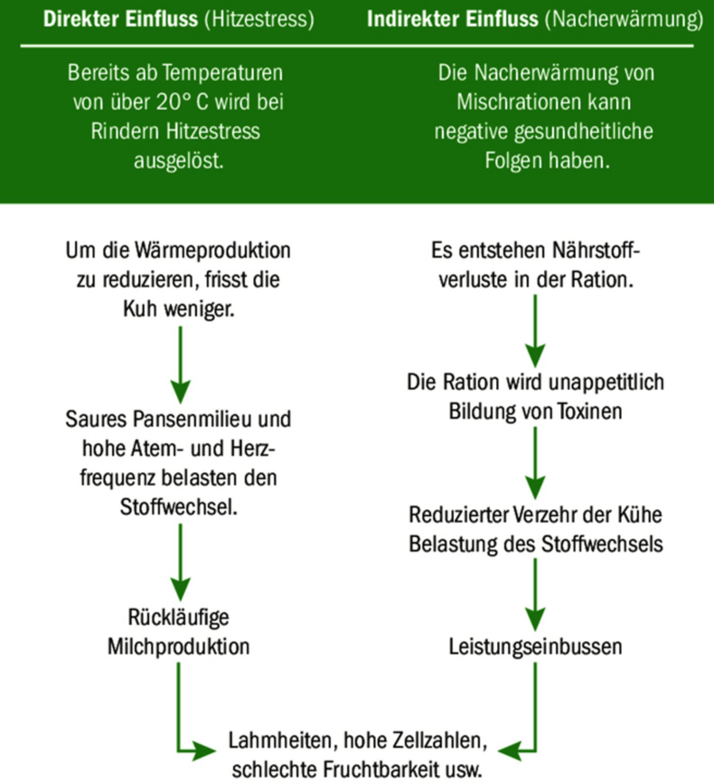 Ein Zielkonflikt erschwert der Kuh das Leben während der Sommermonate. Sie will Wärme loswerden.  