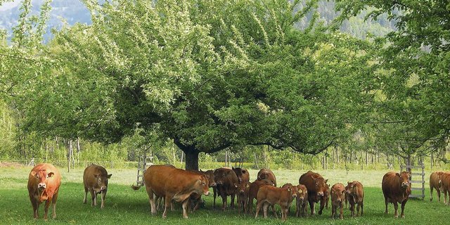 Zufütterung von Heu zur Weide ist immer gut und im Frühling gar notwendig. Strukturreiches Heu senkt die Passagerate und regt zum Wiederkäuen an.