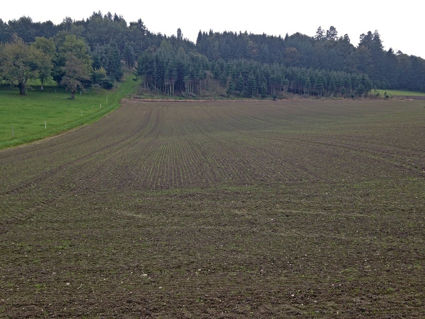 Soll Kunstwiese im Spätsommer ausgesät werden, sollte das bis Ende August geschehen. Später läuft man Gefahr, dass der wärmebedürftige Klee erfriert. (Bild Beat Reidy)