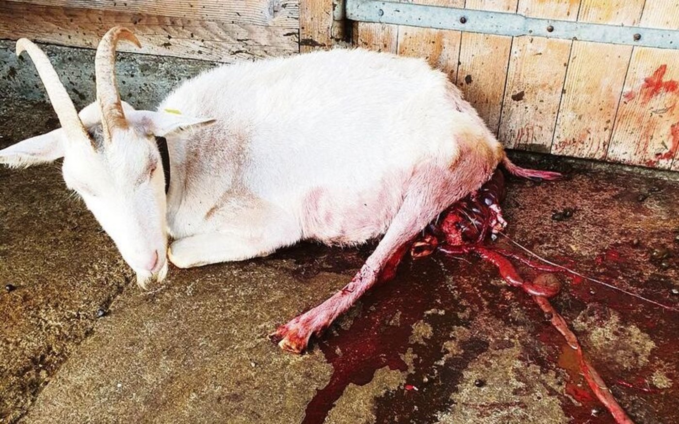 Schwer verletzt vom Wolf, schleppte sich die Ziege noch vor den Stall. Später musste sie von ihren Leiden erlöst werden.