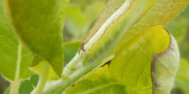 Die Studie beschäftigte sich mit Gallfliegen in Kalifornien, die Ergebnisse könnten aber auch für andere Ökosysteme Bedeutung haben. (Bild Matthew Barbour / UZH)