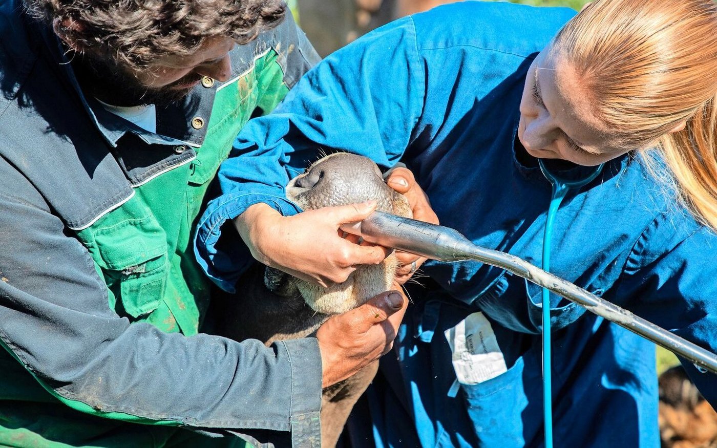 Der Bolus ersetzt eine regelmässige Versorgung mit Mengenelementen wie Kalzium, Phosphor, Magnesium und Natrium nicht, er kann aber helfen, kurzfristige Defizite zu überbrücken oder gar nicht erst entstehen zu lassen. 