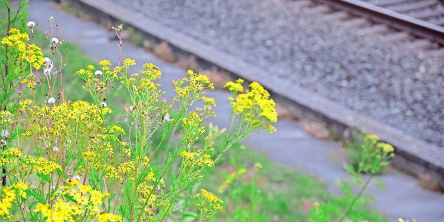 Jakobskreuzkraut gedeiht gut an Bahnböschungen. Es handelt sich um eine einheimische Pflanze, die auf Weiden aber bekämpft werden muss.