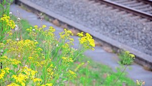 Jakobskreuzkraut ged Jakobskreuzkraut gedeiht gut an Bahnböschungen. Es handelt sich um eine einheimische Pflanze, die auf Weiden aber bekämpft werden muss.