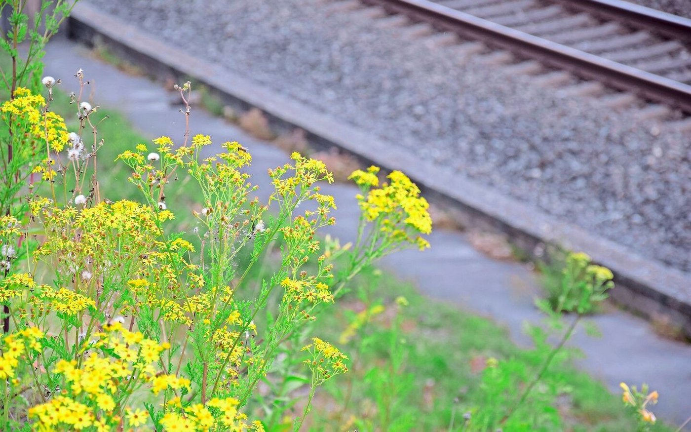 Jakobskreuzkraut gedeiht gut an Bahnböschungen. Es handelt sich um eine einheimische Pflanze, die auf Weiden aber bekämpft werden muss.