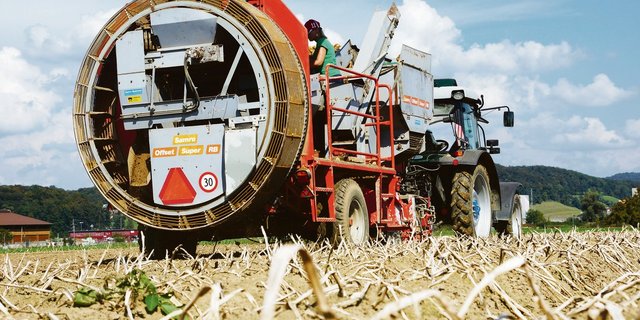 2019 war ein Jahr voller Herausforderungen für die Luzerner Pflanzkartoffel-Produzenten, erklärte die LSG.(Symbolbid rae)