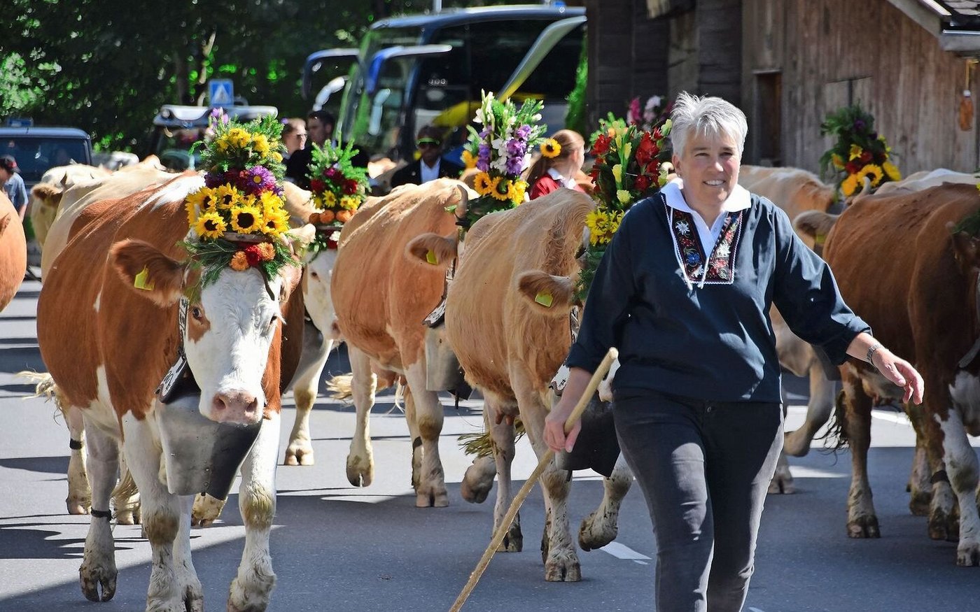 Regula Bach mit ihren Kühen marschiert an der Spitze. Auch dieses Jahr ist alles gut gegangen.