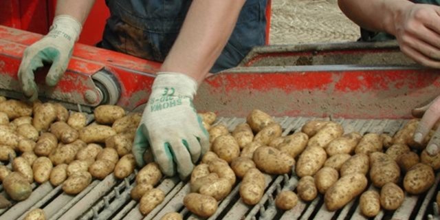 Diesen Frühling und Sommer rollte eine Grossernte an Frühkartoffeln über die Förderbänder auf den Kartoffelgrabern. (Bild BauZ)