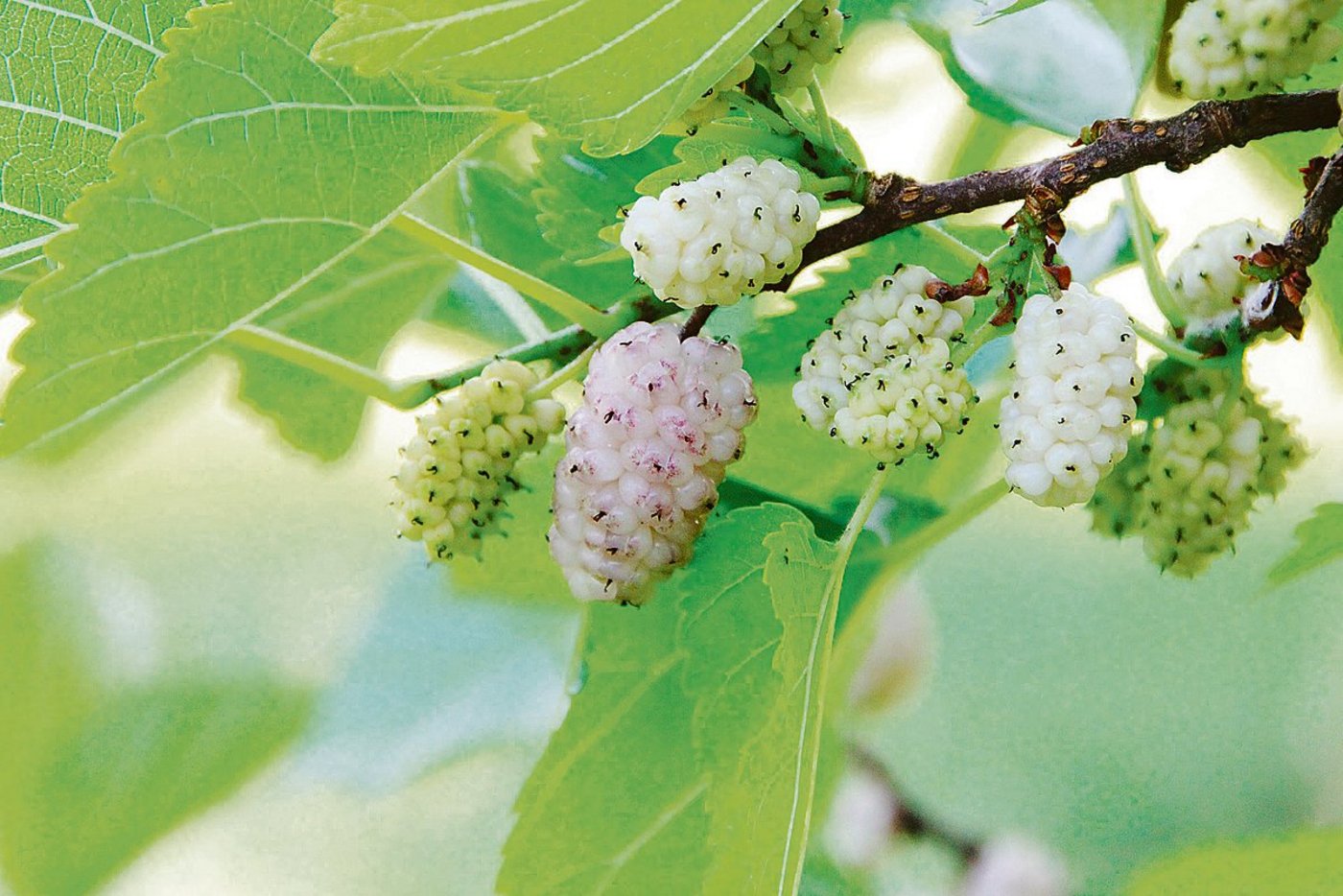 Weisse Maulbeeren schmecken süss, die Blätter des Baumes werden bei der Seidenproduktion an die Raupen eines Nachtfalters verfüttert. (Bild Pixabay)