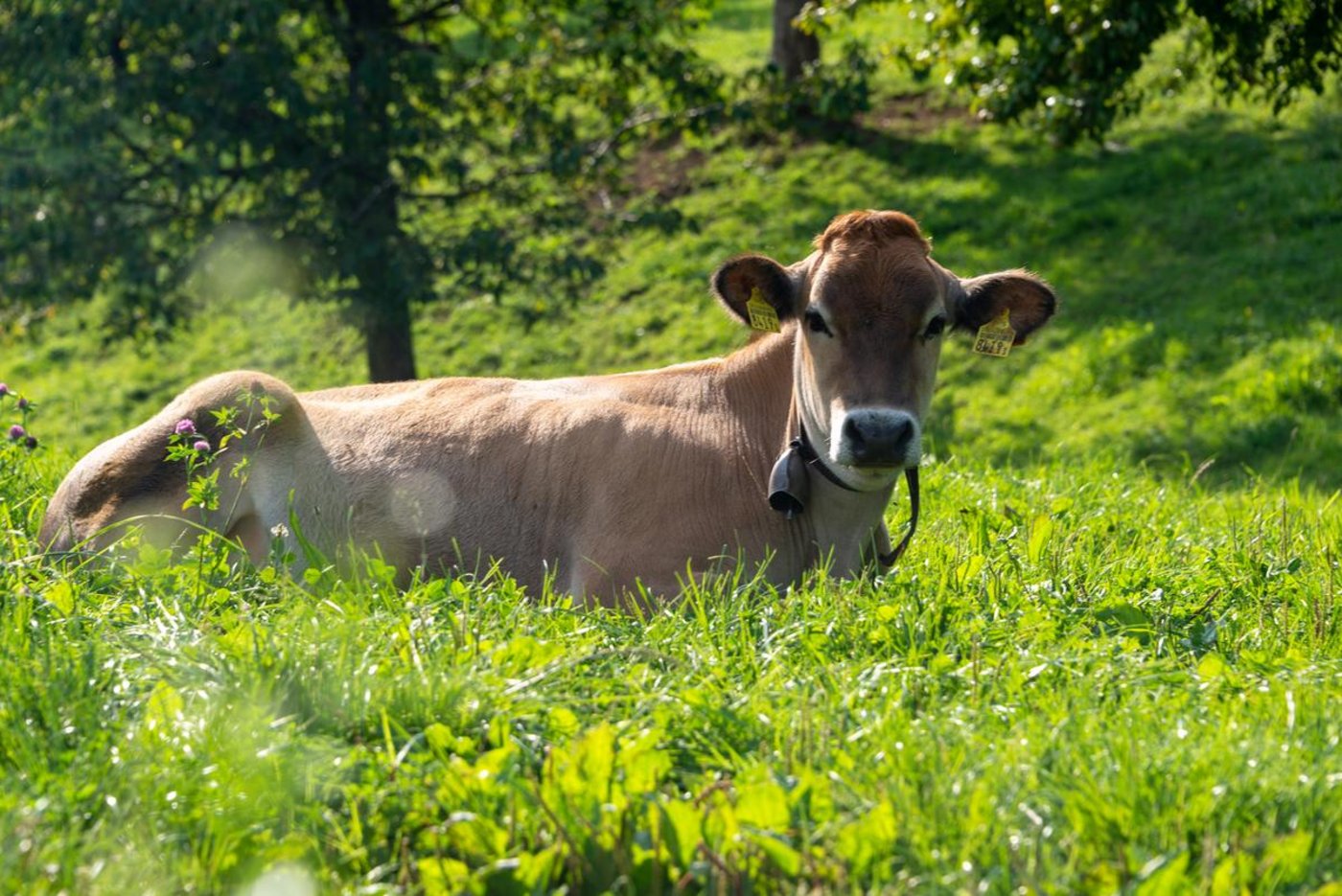 Ob sie wohl Bella heisst? Die Wahrscheinlichkeit ist – statistisch gesehen – gross. (Bild BauZ)