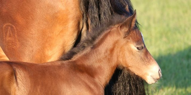 Auf der Plattform folenverkauf.ch werden nicht nur die ausgewählten Elitefohlen präsentiert, es finden sich dort auch Inserate für Pferde verschiedener Rassen sowie für Fohlenweide-Plätze. (Bild BauZ) 